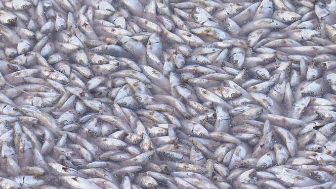 小魚の死骸が大量に打ち上がる 30～40トンのカタボシイワシ　ブリに追われて酸欠か  回収し“肥料”に 三重・志摩市　|　名古屋・愛知・岐阜・三重のニュース【CBC news】 | CBC web