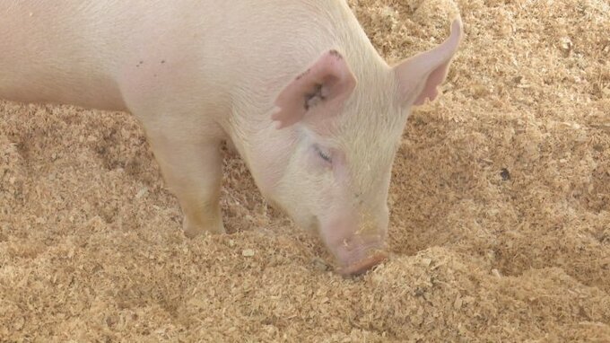 美味しい豚肉のルーツ　近代養豚の始まりは64年前の伊勢湾台風と山梨県にあった|TBS NEWS DIG