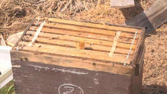 「今夜また来る。味をしめている」大きな音…外を見てみると庭に成獣のクマが　ハチミツが食われミツバチの巣箱が壊される…長野県箕輪町の住民の男性が語る　|　SBC NEWS | 長野のニュース | SBC信越放送