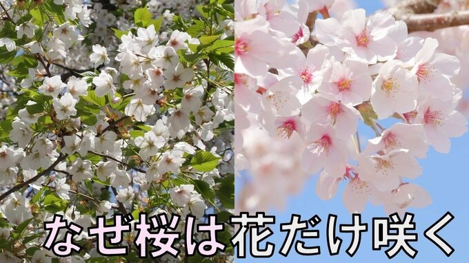 なぜ桜は『花だけ先に咲くのか？』葉桜が増え、桜を見上げてふと疑問…理由を専門家に聞いてみた|TBS NEWS DIG