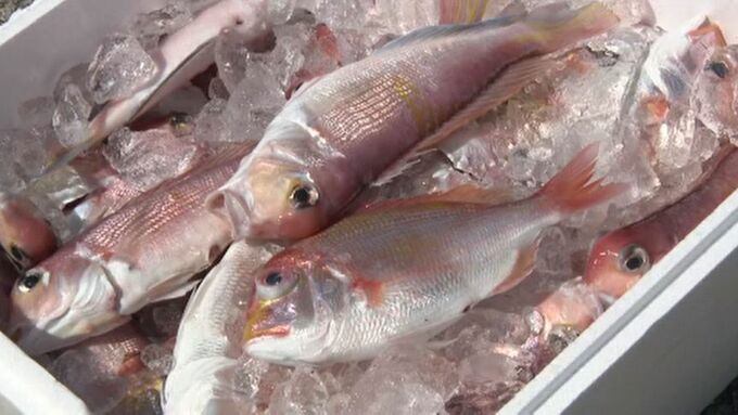 漁師「昨日から寝られんかった、ドキドキして」8か月ぶりに漁師が海へ「アマダイの漁場調査」　|　石川県のニュース｜MRO北陸放送