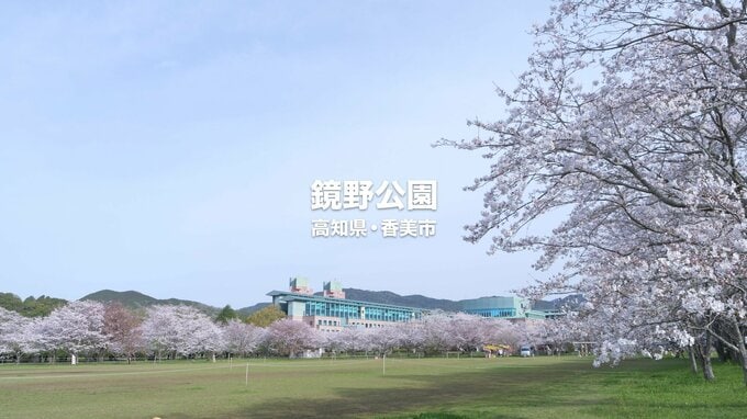 「桜のトンネルが織りなす幻想的な風景」日本さくら名所100選　高知・鏡野公園|TBS NEWS DIG