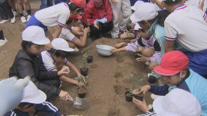 「光市の宝ということを学べてうれしい」　市の文化財の菊　ニジガハマギクを児童が保護活動　山口県光市　|　山口のニュース・天気・防災｜tys NEWS｜ｔｙｓテレビ山口