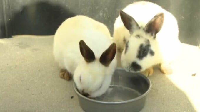 「みんなが楽しいと言ってくれるような動物園にしたい」のむこうふれあい動物園 愛媛県・西予市|TBS NEWS DIG