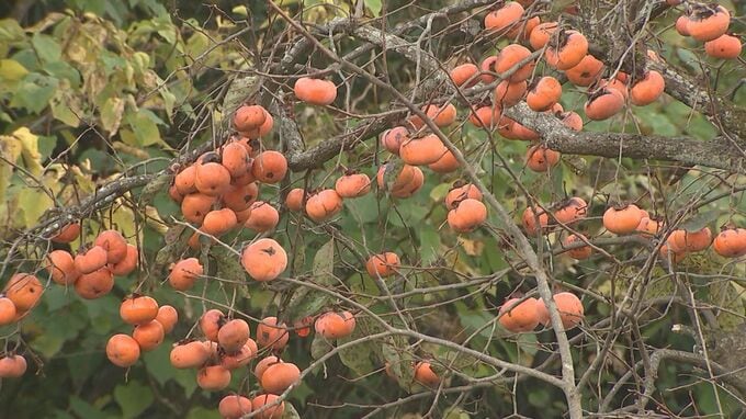 柿の木の上にクマがいた…しばらく柿を食べていた　米子市でクマ目撃　民家近くで放置果樹の柿を食べる|TBS NEWS DIG