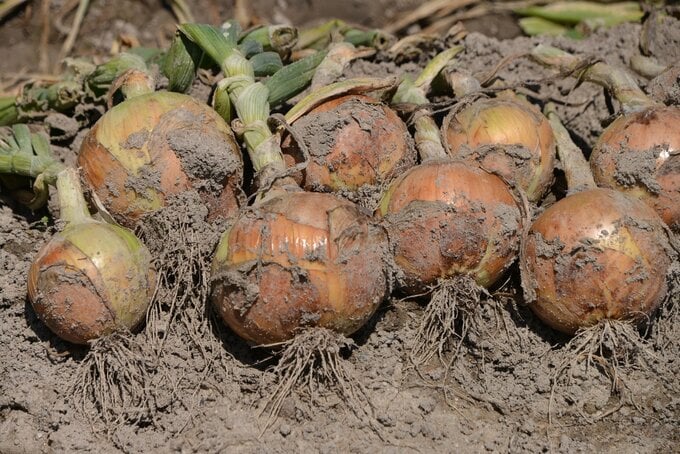 タマネギの収穫中、選別機に親指が接触　63歳男性が重傷　富山・砺波　|　富山のニュース｜天気・防災｜チューリップテレビ