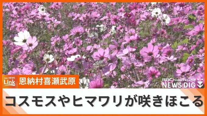 800坪に咲き誇るコスモスとヒマワリの花　喜瀬武原には多くの花見客|TBS NEWS DIG