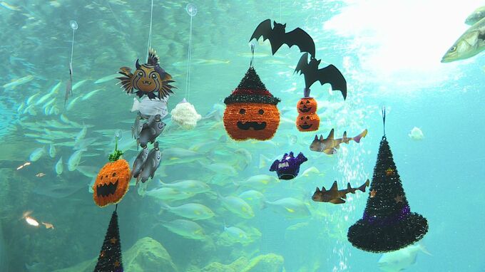 波の下にもハロウィーン･･･水族館で”ハロウィーンぽい”生き物特別展　|　山口のニュース・天気・防災｜tys NEWS｜ｔｙｓテレビ山口