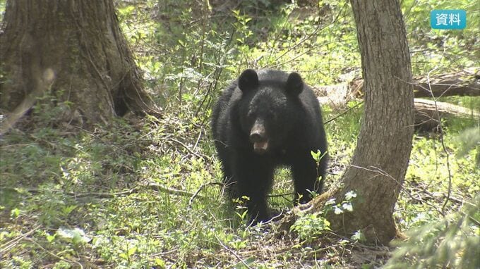 農業用ハウスから出てきた親子グマと鉢合わせに…78歳の女性がクマに襲われけが　長野　|　SBC NEWS | 長野のニュース | SBC信越放送