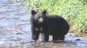 【クマ出没のピークへ】100年以上続く伝統行事の中止など影響深刻化　冬眠前の被害対策について環境省が報道向けに初の説明会　山梨　|　山梨のニュース | ＵＴＹテレビ山梨