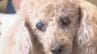 なぜ？増加する「犬の白内障」　いつまでも見える目でいるために飼い主にできることは？　|　BSSニュース | BSS山陰放送