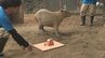 「安定した食べっぷり」カピバラの「スイカの早食い競争」全国5つの動物園が共同開催＝静岡・伊東市　|　静岡のニュース | SBSNEWS | 静岡放送