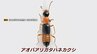 「塩酸や硫酸をかけられたよう･･･」ひどい皮膚炎を引き起こす「やけど虫」に注意　赤と黒が特徴の小さな虫　全国に広く分布　|　福岡のニュース｜RKB NEWS｜RKB毎日放送