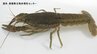 １匹しかいなくてもクローンで増殖 原産地不明のザリガニ 松山で続々見つかる 特定外来生物に指定【愛媛】　|　愛媛のニュース - Nスタえひめ｜あいテレビは6チャンネル