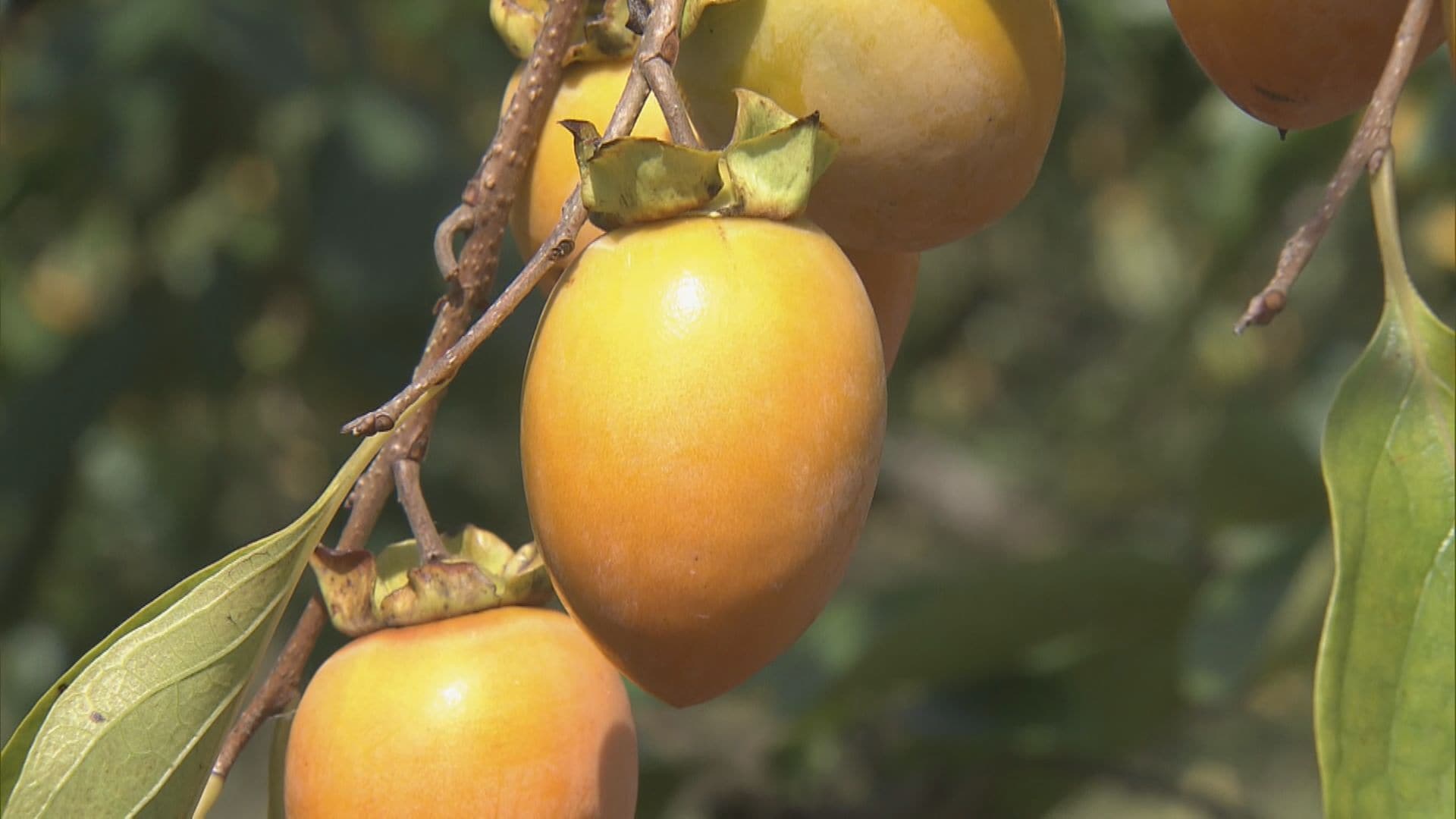 筆の先に似た形の「筆柿」の出荷始まる　全国シェア95％　たっぷりの果汁と濃厚な甘さが特長　