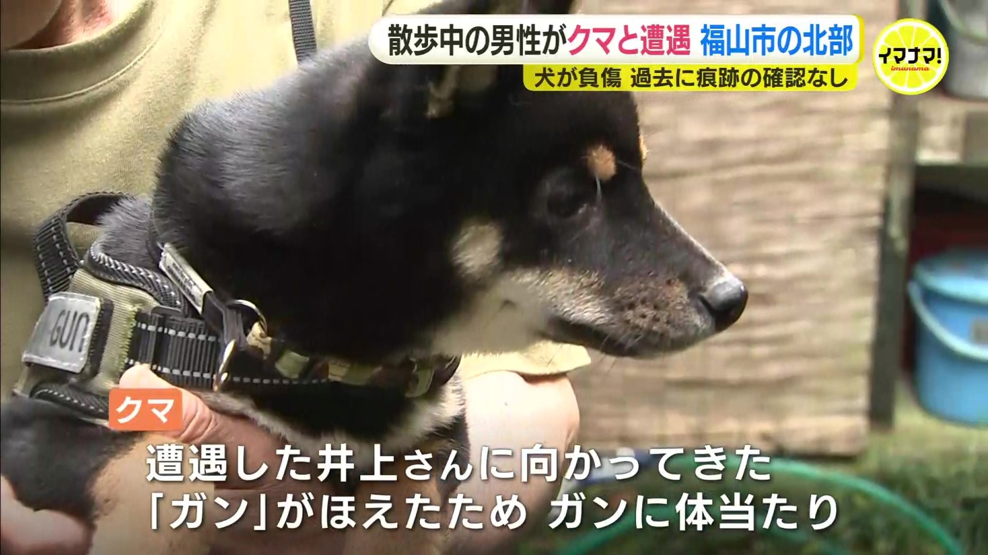 遭遇するやいなや、走って向かってきた」クマ出没情報のない町で散歩中