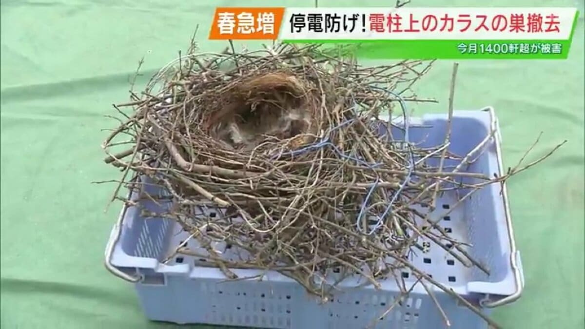 14日も約1100軒が停電…火災・停電の原因になる「カラスの巣」年間2000