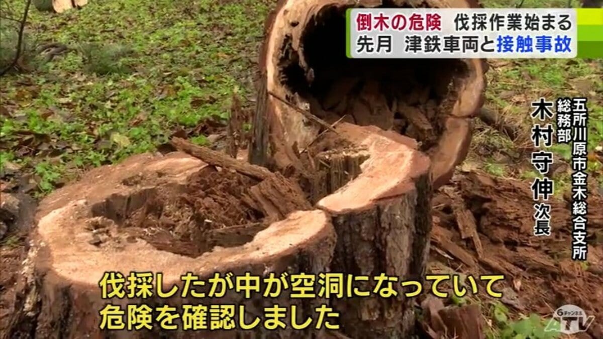 中が空洞になっていて危険」津軽鉄道の沿線で倒木の危険性ある木の伐採