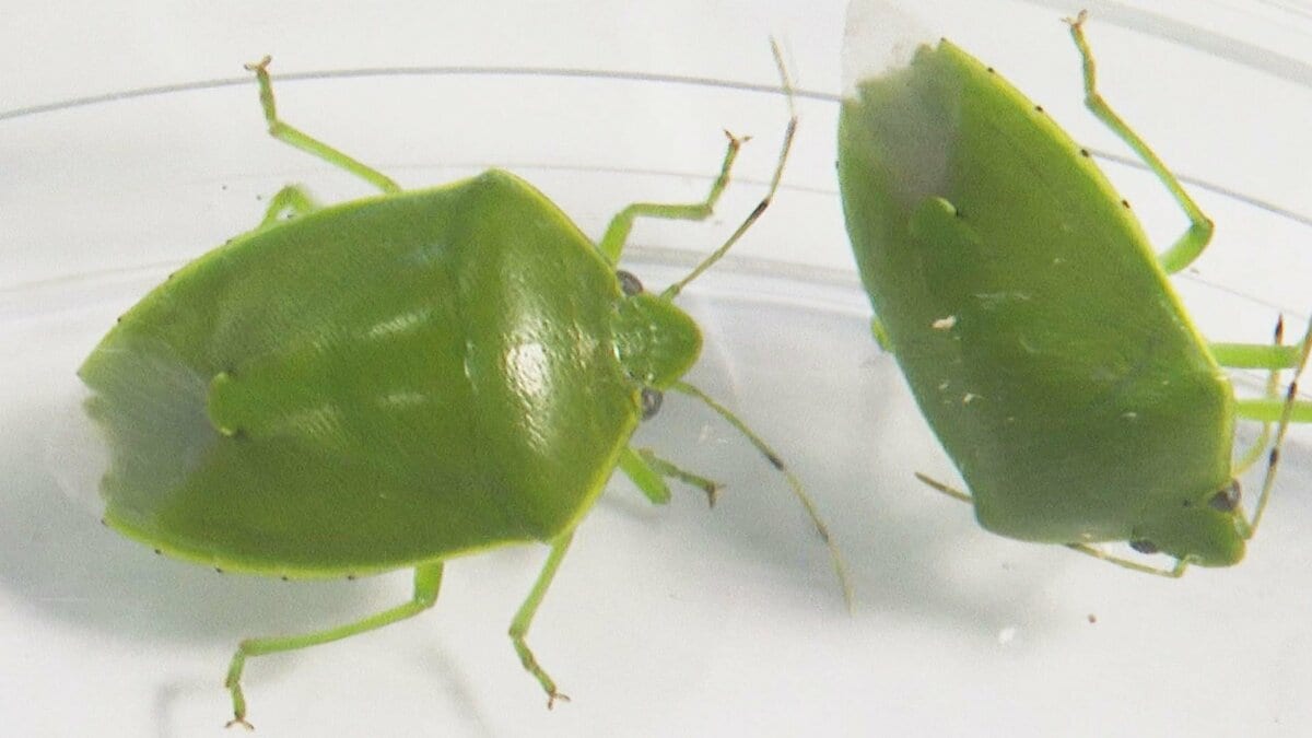 カメムシ／発送方法修正】テレビ 気づけば家の中に…お邪魔虫「カメムシ