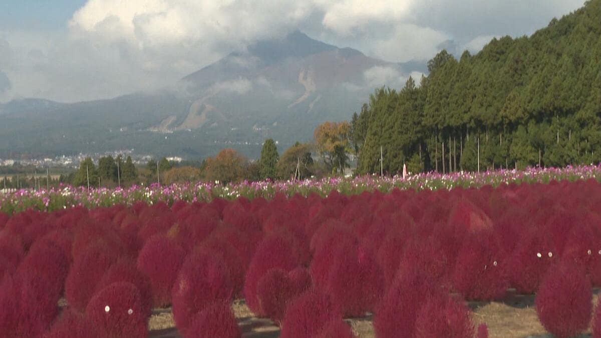 こんもりかわいい「コキア」2500株赤く染まる 福島・猪苗代町 | TBS NEWS DIG (1ページ)