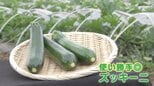 今が旬のズッキーニ!「安さ」「手軽さ」からいまや“国民食”にも? プロが教える“美味しく食べるレシピ”とは|TBS NEWS DIG