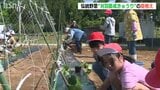 伝統野菜『ふしなりきゅうり』の苗植えではぐくむ“共通体験” 新潟県柏崎市の小学生 | 新潟のニュース・天気|BSN NEWS|BSN新潟放送