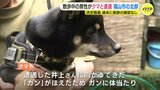 「遭遇するやいなや、走って向かってきた」クマ出没情報のない町で散歩中の男性とイヌにクマが突進　柴犬の「ガン」が足にけが　広島県福山市|TBS NEWS DIG