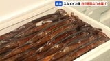 最高値5キロ7900円【スルメイカ漁】再開で約3週間ぶりの水揚げも「何も釣れなくて困ってる」漁師は困惑 1隻100箱の制限も58箱にとどまる | 北海道のニュース|HBC北海道放送
