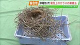 14日も約1100軒が停電…火災・停電の原因になる「カラスの巣」年間2000個以上を撤去 | 福島のニュース│TUF