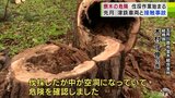 「中が空洞になっていて危険」津軽鉄道の沿線で倒木の危険性ある木の伐採作業はじまる　11月には列車が倒木に接触の事故発生　青森県五所川原市金木町　|　青森のニュース│ATV NEWS│青森テレビ