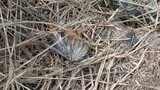 侵入したクマに襲われたか 養鶏場のニワトリ26羽が死んでいるのが見つかる 長野・中野市 | SBC NEWS | 長野のニュース | SBC信越放送