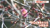 800本の梅「香り楽しんで」“梅まつり”始まる…冷え込みで開花遅れるも、見ごろの3月10日ごろには再びまつり実施予定 | 高知のニュース・天気|KUTV NEWS | KUTVテレビ高知