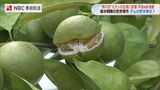 「水分不足で実がひとまわり小さい」日焼けも確認 知事がミカン畑を視察 一部地区で給水制限の長崎県佐世保市 | 長崎のニュース | 天気 | NBC長崎放送