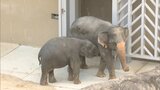 「初めて見た」アジアゾウ3頭を一般公開 名前は「あお・ゆずは・わかば」 | 福岡のニュース|RKB NEWS|RKB毎日放送