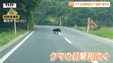 横切る瞬間がカメラに...県内でクマの目撃相次ぐ 県は8月31日までクマ出没警報発令(山形) | 山形のニュース│TUYテレビユー山形