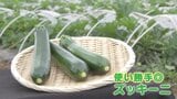 今が旬のズッキーニ!「安さ」「手軽さ」からいまや“国民食”にも? プロが教える“美味しく食べるレシピ”とは|TBS NEWS DIG