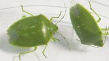 カメムシ大量発生! 嫌~な匂い成分は「パクチーと同じとも」 平年の286倍を観測した地点の様子は… | 熊本のニュース|RKK NEWS|RKK熊本放送