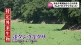除去開始から2か月あまり ダムで大繁殖している特定外来生物のウキクサは減った? | MRTニュース | MRT宮崎放送
