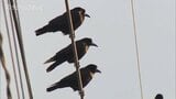 カラスと人間の知恵比べ 苦肉の策は兵糧攻め…カラス相手に戦わずして勝てるのか? 富山・高岡市 | 富山のニュース|天気・防災|チューリップテレビ