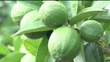 香川県がブランド化を目指す「グリーンレモン」の収獲が最盛期 夏場の新たな農産物として注目 | 岡山・香川のニュース | 天気 | RSK山陽放送