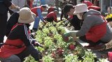 転勤者や観光客を花で出迎え 盛岡東ロータリークラブが花壇の苗植え活動|TBS NEWS DIG
