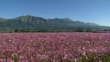 阿蘇五岳をバックに約70万本のコスモスとコキアが見ごろ　熊本・南阿蘇村　|　熊本のニュース｜RKK NEWS｜RKK熊本放送