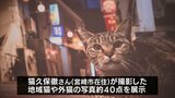 TNR活動への理解を 宮崎県内の地域猫や外猫の写真展 来月18日まで宮崎市のMRTmiccで | MRTニュース | MRT宮崎放送