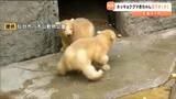 「丸っこい体つきは今だけ」ホッキョクグマの赤ちゃん 初めて外へ 仙台・八木山動物公園 | 宮城のニュース│tbc NEWS│tbc東北放送