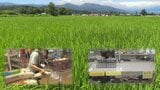 全国で米不足 影響いつまで? 去年の“猛暑”も一因か「いわゆる削る部分が多い」精米業者が見た異変 新米切り替えで解消する? | IBC NEWS | IBC岩手放送