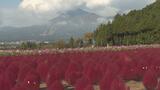 こんもりかわいい「コキア」2500株赤く染まる　福島・猪苗代町　|　福島のニュース│TUF