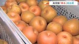 猛暑で小粒も甘さ十分 夏の味覚呉羽梨「幸水」初出荷 富山|TBS NEWS DIG