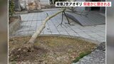 「想いがある樹木、大切に守って」袋町公園の被爆アオギリ二世　何者かに倒される　警察は器物損壊の疑いで捜査　広島|TBS NEWS DIG