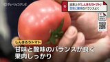 上々の出来!甘みと酸味の絶妙バランス「しんきろうトマト」 目揃え会 今月中旬に出荷のピーク 富山 | 富山のニュース|天気・防災|チューリップテレビ