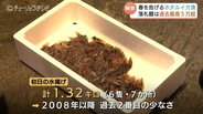 ７か所の定置網で “わずか1.3キロ”  富山湾の神秘「ホタルイカ漁」解禁も網には大量の “イワシ” 浜値は過去最高を記録　富山・滑川市　|　富山のニュース｜天気・防災｜チューリップテレビ